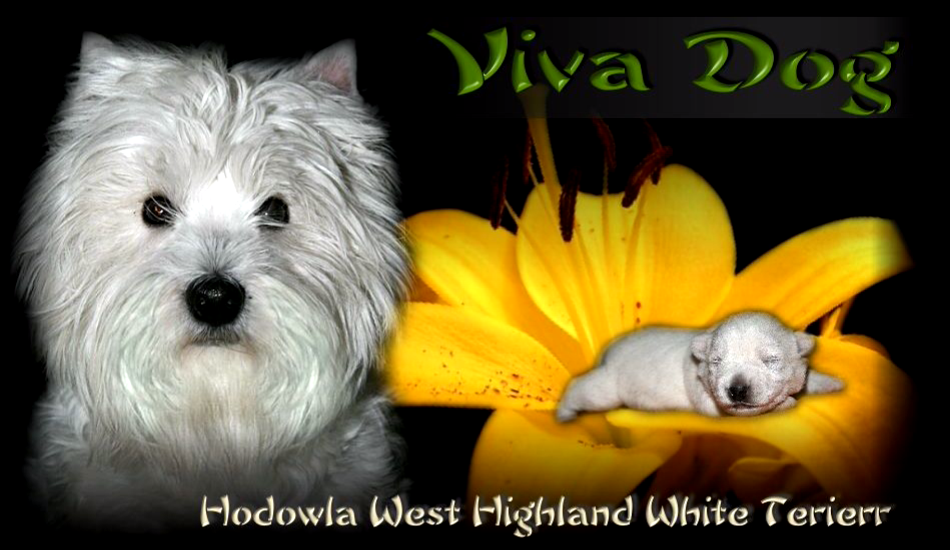 Viva Dog. West Highland White Terierr. Russkaya Tsvetnaya Bolonka