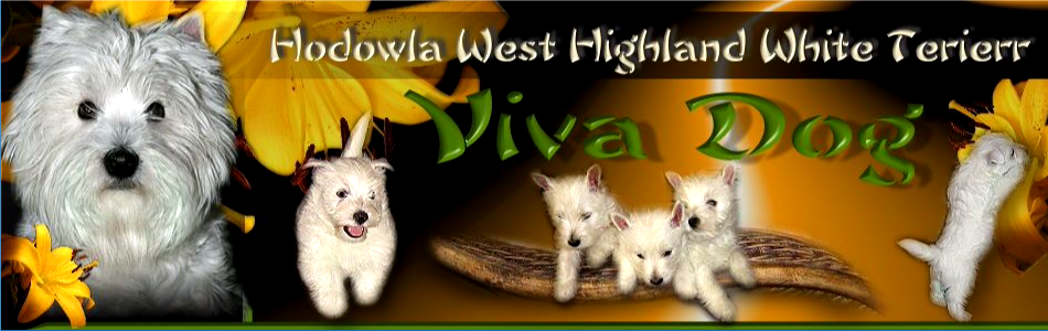 Viva Dog. West Highland White Terierr. Russkaya Tsvetnaya Bolonka